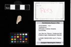Foto (Objekt + Etikett) von Cyclothyreus sp.  (NHMW-GEO-2014-0194-0653)